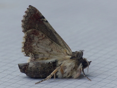 Paectes abrostoloides