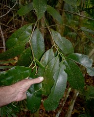 Garcinia warrenii