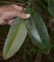 Garcinia warrenii