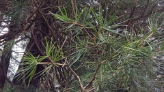 Sciadopitys verticillata