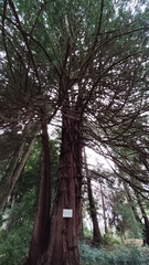 Sciadopitys verticillata