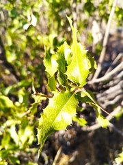 Spinoliva ilicifolia