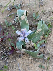 Bellevalia desertorum