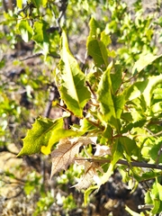 Spinoliva ilicifolia