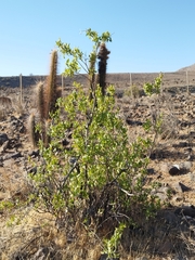 Spinoliva ilicifolia