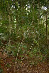 Cordyline cannifolia