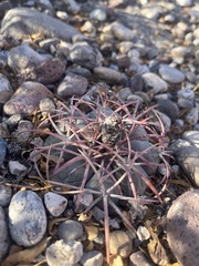 Echinocactus horizonthalonius