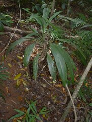 Cordyline cannifolia