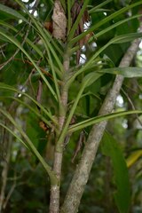 Cordyline cannifolia