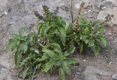 Ocimum basilicum