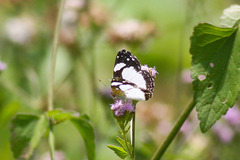 Janatella leucodesma