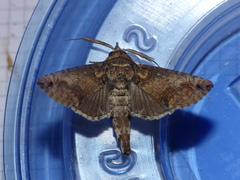 Paectes abrostoloides