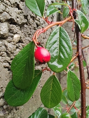 Cotoneaster dammeri