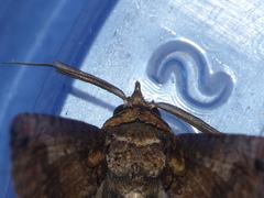 Paectes abrostoloides