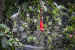 Fuchsia boliviana