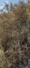 Cyclolepis genistoides