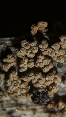 Merismodes
