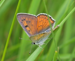 Lycaena alciphron