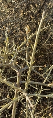 Cyclolepis genistoides