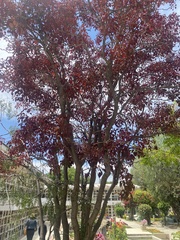 Euphorbia cotinifolia
