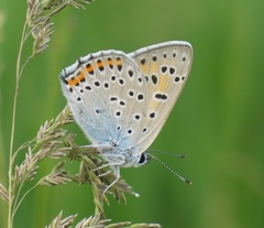 Lycaena alciphron