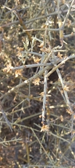 Cyclolepis genistoides