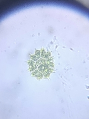 Pseudopediastrum boryanum