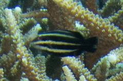 Chlorurus microrhinos