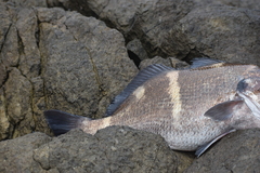 Cheilotrema fasciatum