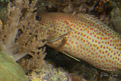 Anyperodon leucogrammicus