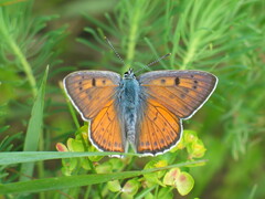 Lycaena alciphron
