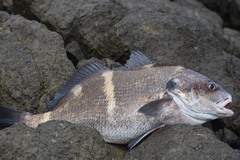 Cheilotrema fasciatum