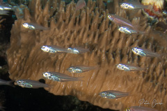Deep Bullseye photo 1