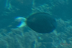 Acanthurus thompsoni