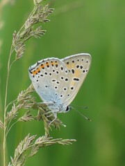 Lycaena alciphron