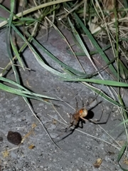 Latrodectus geometricus