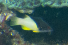 Bodianus mesothorax