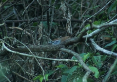 Pheugopedius maculipectus