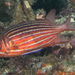 黑鰭棘鱗魚 - Photo (c) pclark2，保留部份權利CC BY-NC