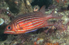 Crown Squirrelfish - Photo (c) pclark2, some rights reserved (CC BY-NC)