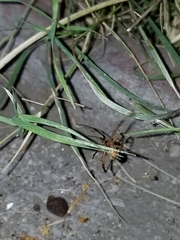 Latrodectus geometricus