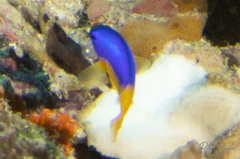 Pomacentrus auriventris