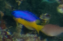 Pomacentrus auriventris