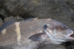 Cheilotrema fasciatum