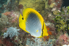 Chaetodon ocellicaudus