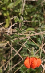Caiophora contorta