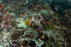 Chaetodon kleinii