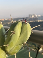 Myrtillocactus