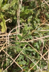 Caiophora contorta
