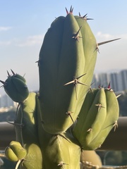 Myrtillocactus
